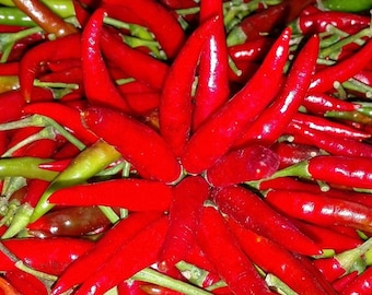 Fresh Thai Chili Pepper Hot Pepper Bird's Eye Chili Non GMO