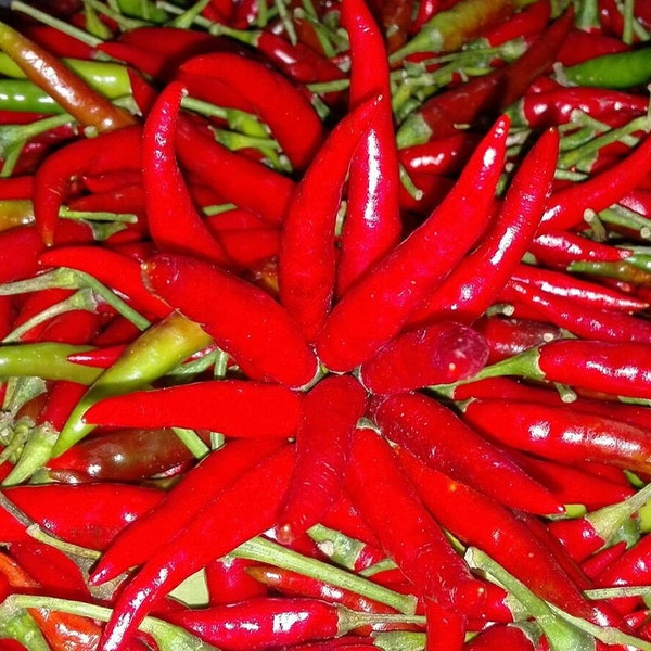 Thai Chili Pepper Organic Seeds Hot Pepper Bird's Eye Chili Heirloom Non GMO New Crop 2023