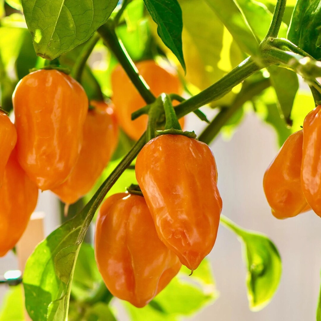 Fresh Orange Habanero Pepper Very Hot Pepper Chili New Crop Etsy