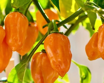 Fresh Orange Habanero Pepper Very Hot Pepper Chili New Crop 2023