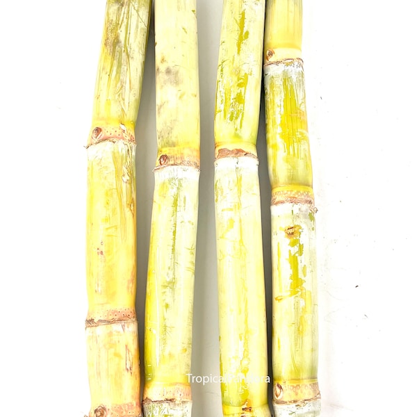 Fresh LA Yellow Green Organic Sweet Juicy Sugarcane Great for Planting, Juicing Sugar Cane Cuttings Non GMO New Crop 2023