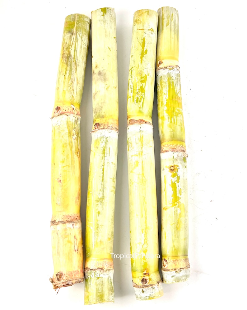 Peut inclure: Quatre tiges de canne &agrave; sucre sont pr&eacute;sent&eacute;es sur fond blanc. La canne &agrave; sucre est de couleur jaune-vert p&acirc;le avec des sections blanches et marron aux n&oelig;uds. Les tiges sont coup&eacute;es &agrave; la base et au sommet, r&eacute;v&eacute;lant la texture fibreuse.