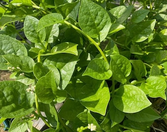 Green Malabar Spinach Mong Toi Seeds Non GMO Heirloom Mild Sweet Flavor Vegetable Seed New Crop 2024