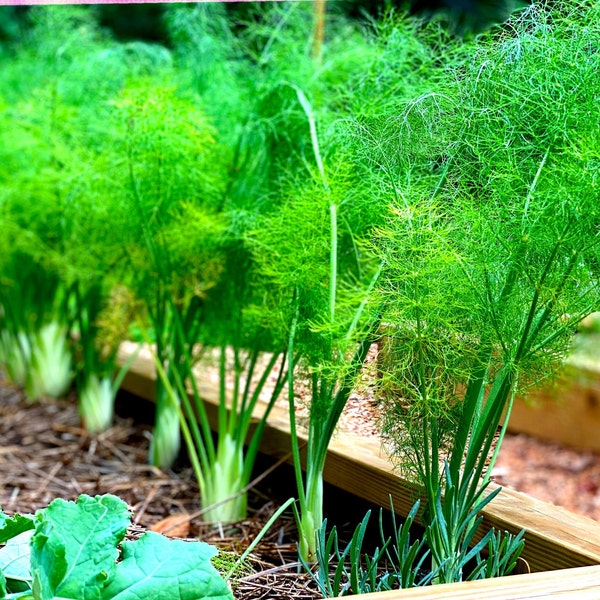 Organic Mammoth Dill Anethum Graveolens Heirloom Seeds - Non-GMO, Open Pollinated, Culinary Herb Thi La Shí luó 2023 Season