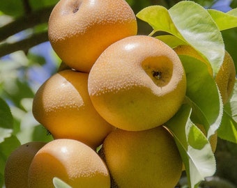 Asian Apple Pear Chinese Japanese Korean Golden Nashi Pear Seeds Heirloom Non GMO New Crop