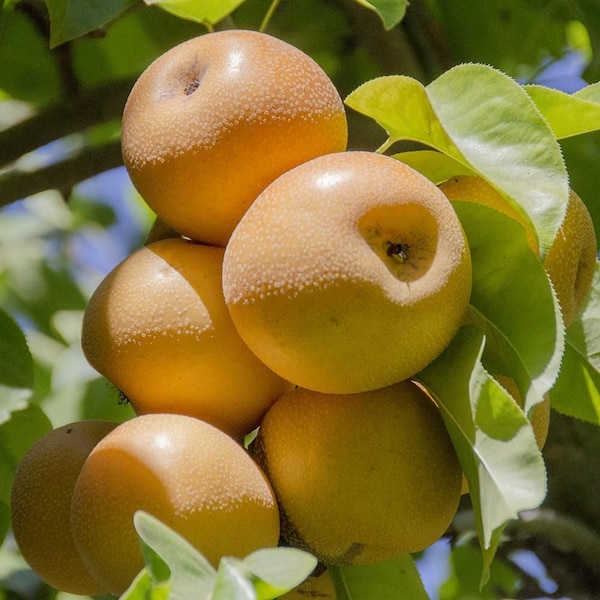 Fresh Fruits Asian Apple Pear Chinese Japanese Korean Golden Nashi Pear Delicious Sweet Crisp Juicy Great for Salad, Smoothie, Desert