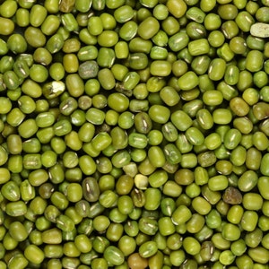 May include: A close-up view of a pile of green mung beans. The beans are small and round, with a slightly wrinkled texture.