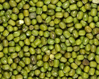 Mung Bean Sprouting Seeds Microgreen Planting Edible High Germination New Crop