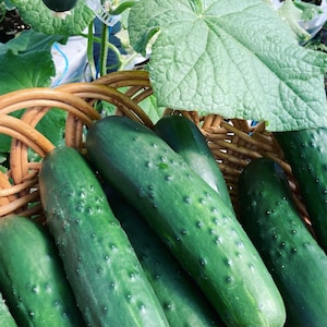 May include: A wicker basket filled with fresh green cucumbers. The cucumbers are arranged in a circular pattern, with the ends of the cucumbers sticking out of the basket.