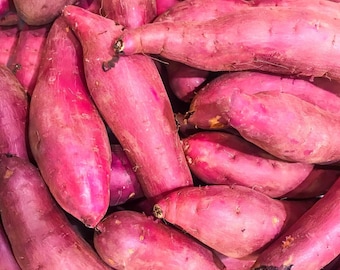 Japanese Murasaki Organic Seed Sweet Potatoes Yam Potato Tubers Heirloom Non GMO 2023