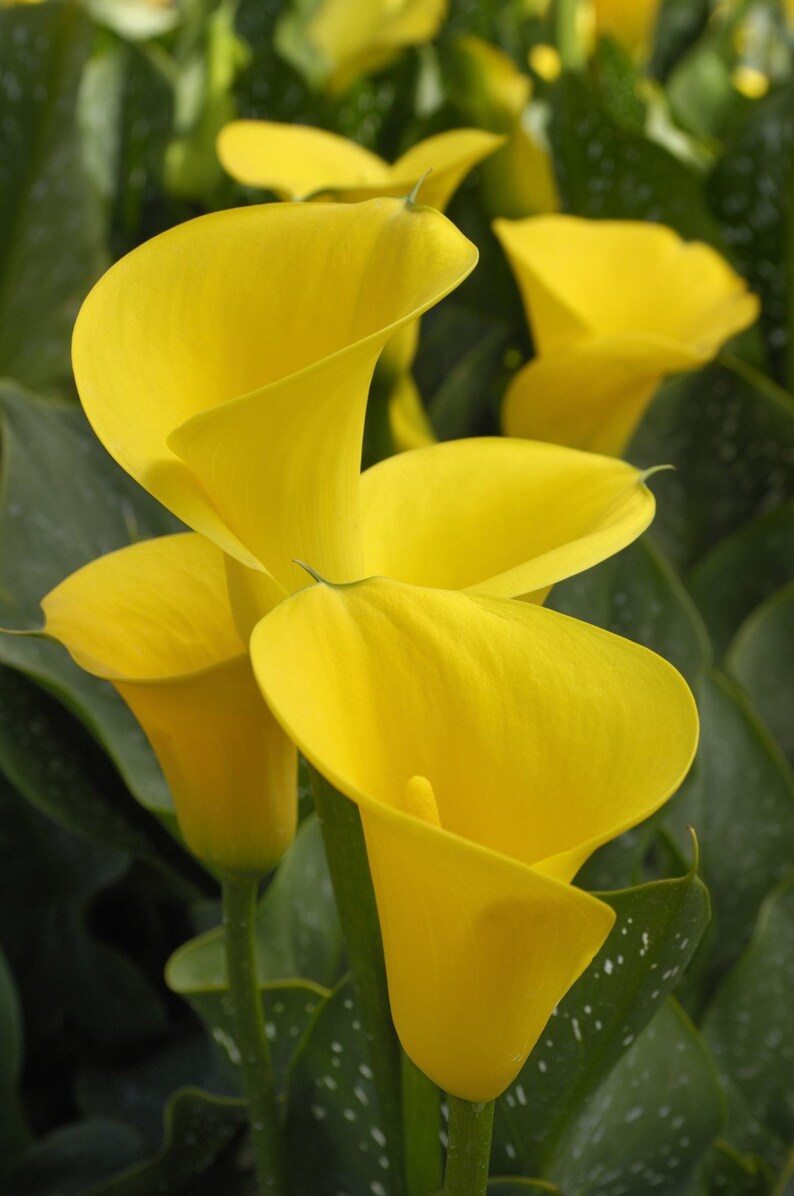 Calla Lily Mixed Yellow Red Flowers Bulbs Corms Heirloom 2024 Spring ...