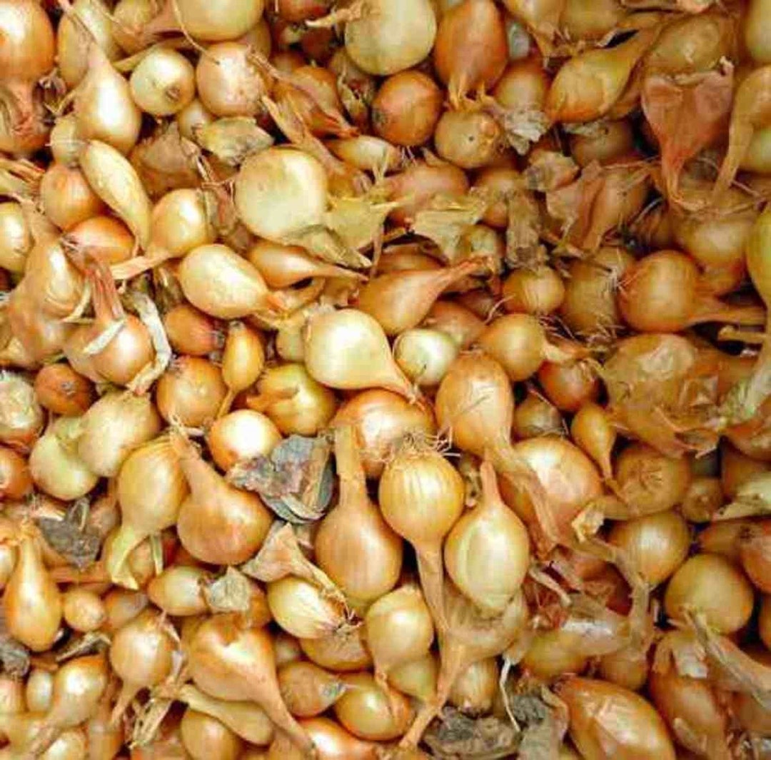 Yellow Stuttgarter Onion Set Bulbs Organic Non GMO Garden Vegetable