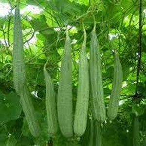 May include: A close-up of a cluster of long, green, smooth, cylindrical vegetables hanging from a vine. The vegetables are similar in shape to zucchini but longer and thinner.