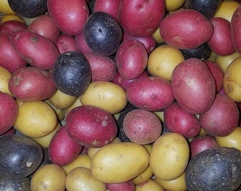 PeeWee Organic Potatoes 3 Colors Mix Seed Potatoes Blue, Gold, Red Mixed Potato Seeds Sz B Adirondack Blue Pontiac Red Yukon Gold 2024
