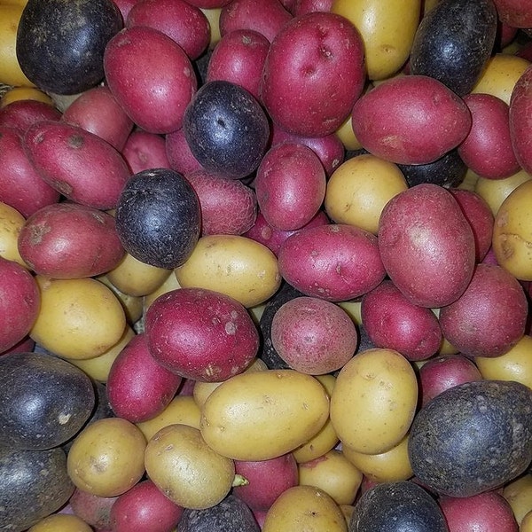 PeeWee Organic Potatoes 3 Colors Mix Seed Potatoes Blue, Gold, Red Mixed Potato Seeds Sz B Adirondack Blue Pontiac Red Yukon Gold 2024