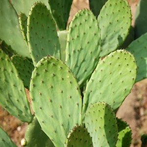 Feuilles d'opuntia comestibles fraîches, sans épines, sans épines, sans OGM