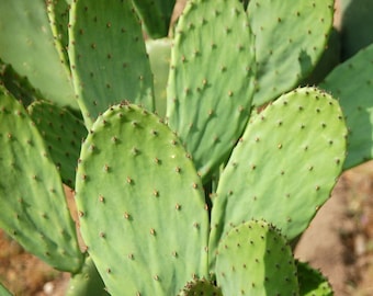 Fresh Spineless Thornless Edible Nopales Cactus Pear Pad Prickly Pears Paddles Opuntia Leaf Non GMO