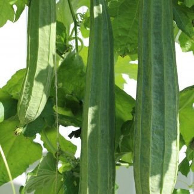 Bonanza Angled Luffa Ridged Luffa Gourd Squash Chinese Okra Seeds ...