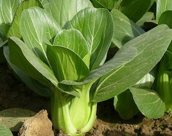 Organic Baby Bok Choy Seeds Chinese Cabbage Shanghai Green Pak Choi Heirloom Non GMO New Crop 2023