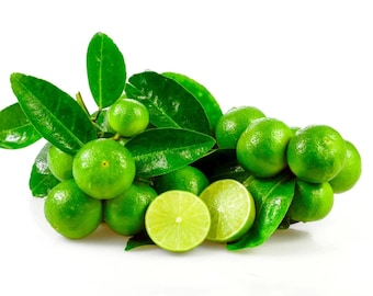 Fresh Organic Garden Grown Key Lime Fruits Tropical Mexican West Indian Fruit Citrus Non GMO