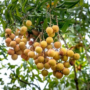 Longan Tropical Fruit Heirloom Seeds Non GMO Long An Seed New Crop 2023 image 3