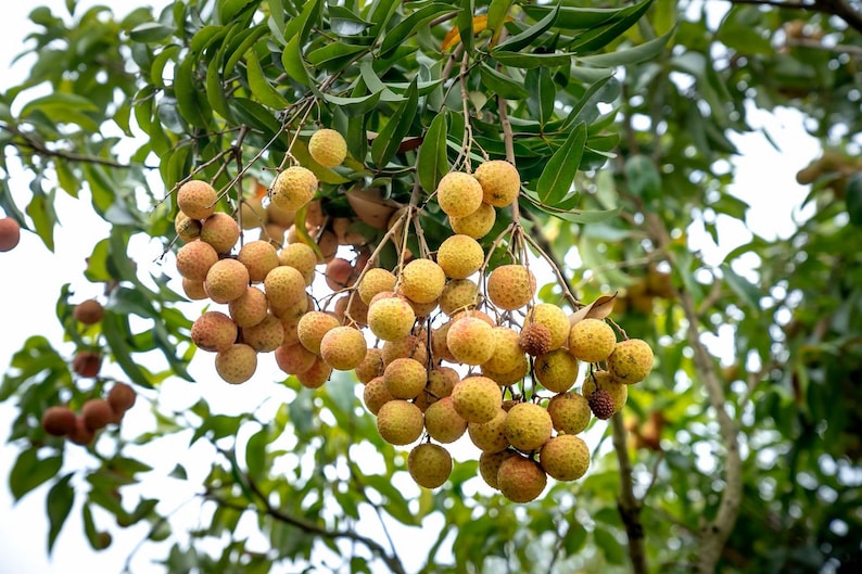 Longan Tropical Fruit Heirloom Seeds Non GMO Long An Seed New Crop 2023 image 3