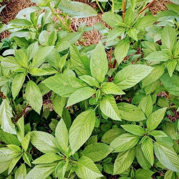 Molokhia Egyptian Spinach Seeds Green Jute Rau Day Seed Heirloom Non GMO 2023 Crop
