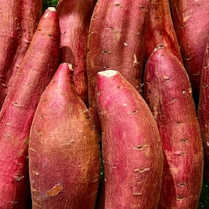 Op de afbeelding: Een close-up van een mand gevuld met verschillende grote, roodbruine zoete aardappelen. De zoete aardappelen zijn verticaal gestapeld, met de toppen van de zoete aardappelen naar boven gericht.