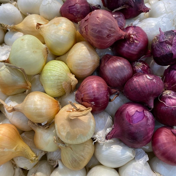 Mixed 3 Onion: Red Yellow and White Onion Sets Bulbs Organic Non GMO Garden Vegetable Heirloom Seeds Multiplier Onions New Crop 2024