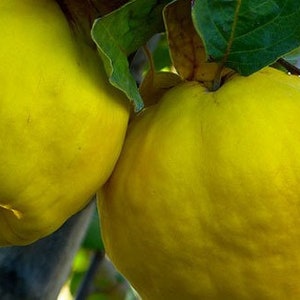 Fresh Quince Fruits Tropical Exotic Fruit Organic Non GMO