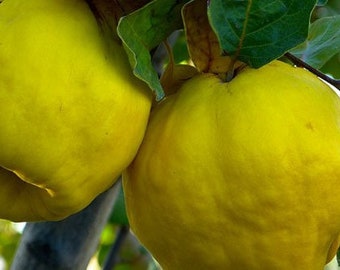 Fresh Quince Fruits Tropical Exotic Fruit Organic Non GMO