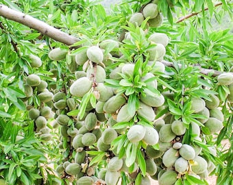 Fresh California Green Almond Unripe Non GMO