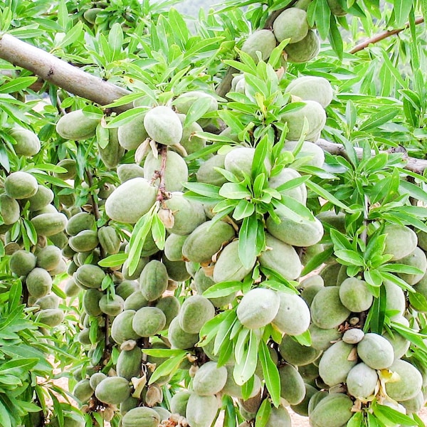 Fresh California Green Almond Unripe Non GMO