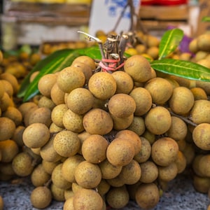 Longan Tropical Fruit Heirloom Seeds Non GMO Long An Seed New Crop 2023 image 2