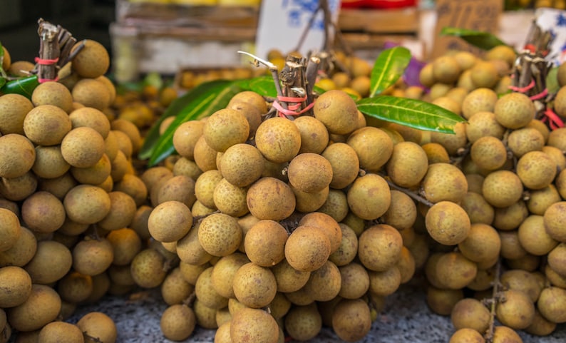 Longan Tropical Fruit Heirloom Seeds Non GMO Long An Seed New Crop 2023 image 2