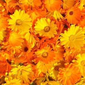 Pacific Beauty Calendula Seeds English Marigold Calendula Officinalis Fancy Mix Heirloom Seed New Crop 2024