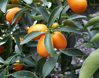 Kumquat Tree Seeds Seeds Open Pollinated Heirloom Non GMO New Crop 2024