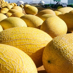 Golden Hami Melon Heirloom Seeds