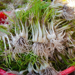 Allium Chinense Chinese Japanese Onion Garlic Vietnamese Cu Kieu Sets Bulbs Organic Non GMO Garden Vegetable Heirloom