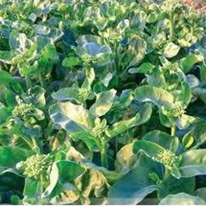 May include: A field of green leafy vegetables with small white flower buds. The plants are growing in rows and are in full bloom.