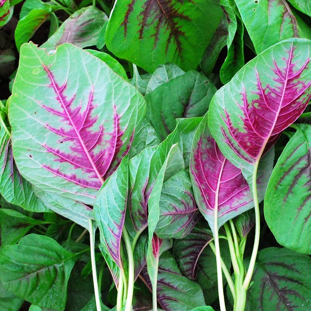 Red Amaranth Stripe Leaf Chinese Spinach Lu Hsien Rau Den Heirloom