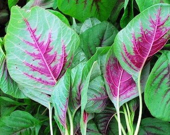 Red Amaranth Stripe Leaf Chinese Spinach Lu Hsien Rau Den Heirloom Seeds Amaranthus Tricolor Yin Choi Xiancai Bireum Callaloo Chaulai 2023