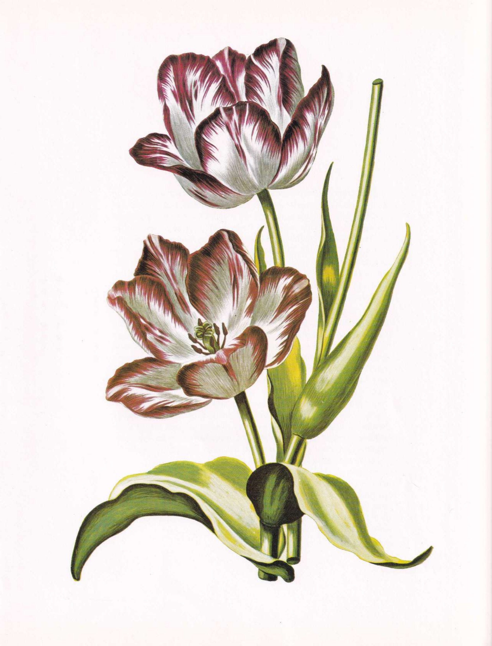 1970s Flower Print Botanical Illustration Lithograph Plate 141 Windflower Prints Lithographs