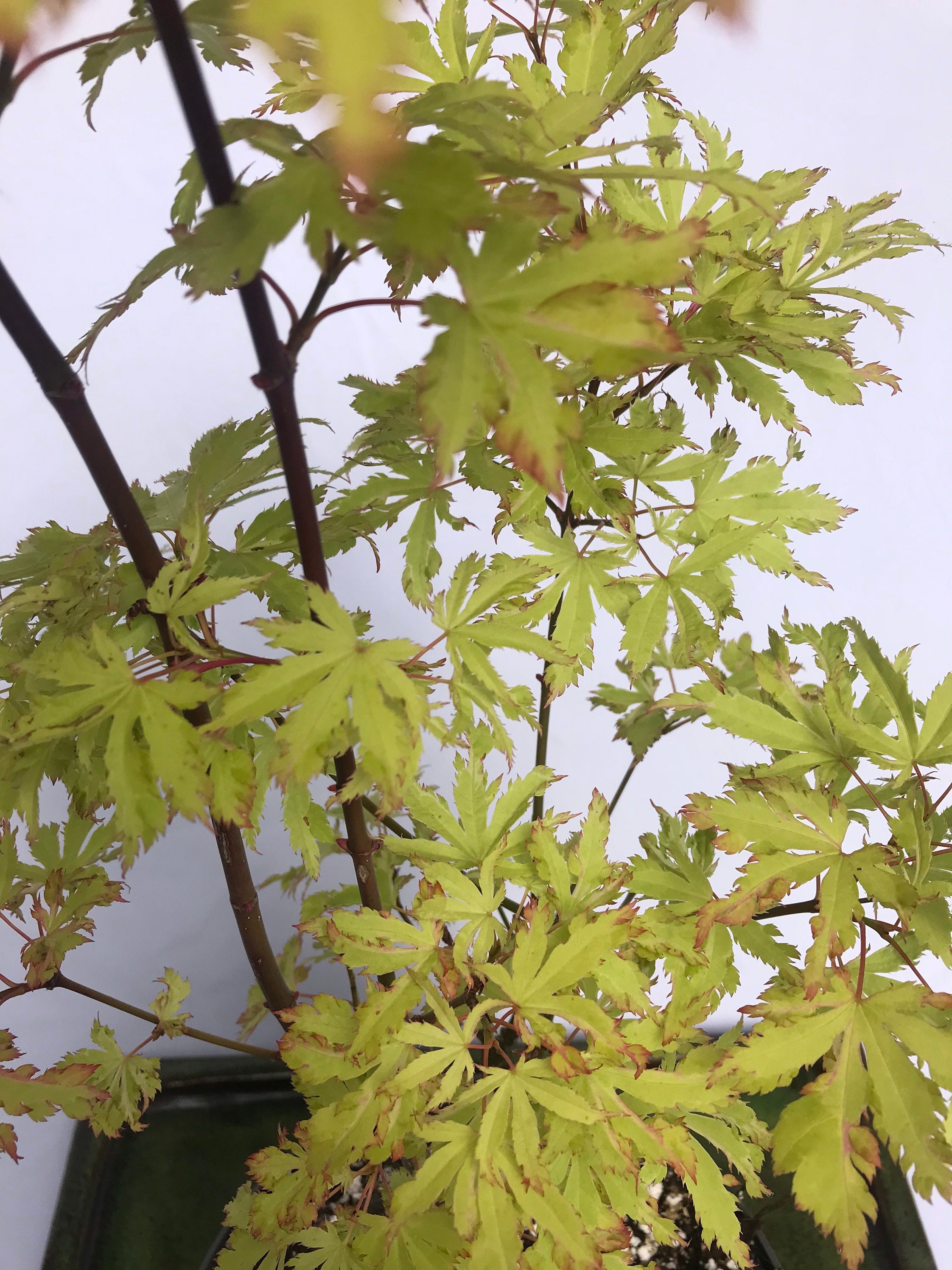 Japanese Maple Acer Palmatum Anne Irene Etsy UK Japanese maple acer palmatum anne irene etsy uk