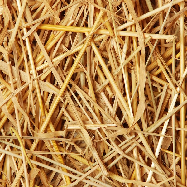 Double F Farms Premium Organic 100% Natural Straw for Animal Bedding, Garden Mulch, Compost & Fertilizer, and Grass Cover