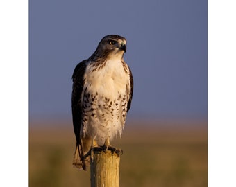 Red-tailed Hawk perched on a fence post. Fine art print. Wall decor. Bird of prey print. Raptor print. Hawk photography. Wall hanging.