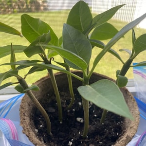 Conjunto de dos plántulas de plumeria, COLOR MISTERIO, plántula de plumeria con flores rosas o blancas, plantas de plumeria, dos plántulas