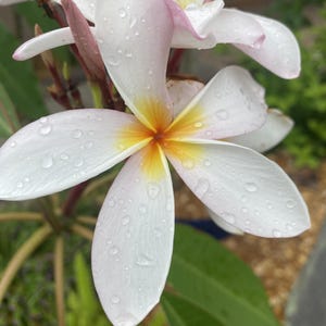 Conjunto de dos plántulas de plumeria, rosa claro con centro amarillo, plántula de plumeria de flores, plantas de plumeria, dos plántulas