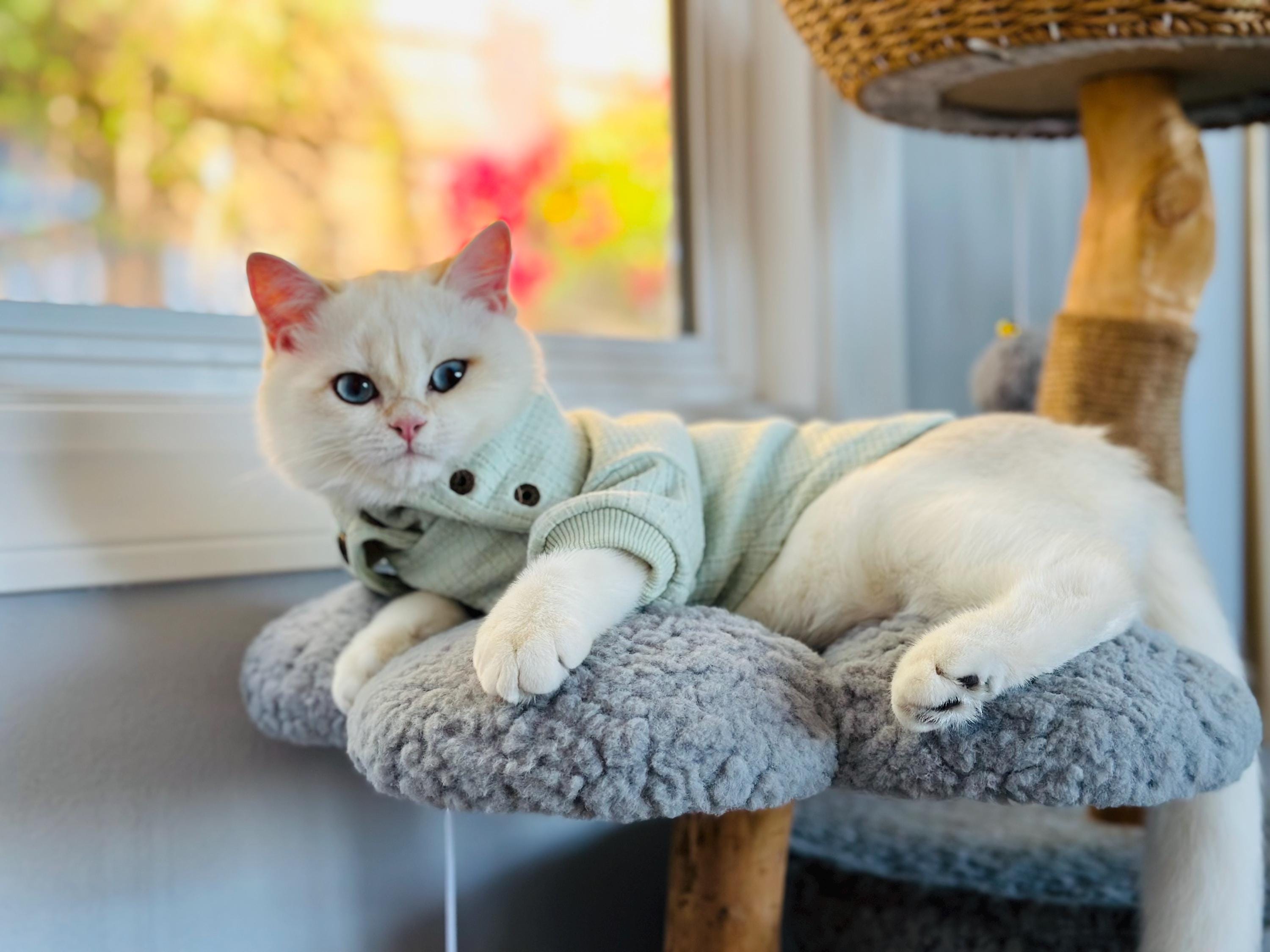 Preferhouse Thermo-Strickpullover Für Kleine Hunde – Rollkragen Winterpulli In Rot, Größe S, Für Welpen & Zwerghunde