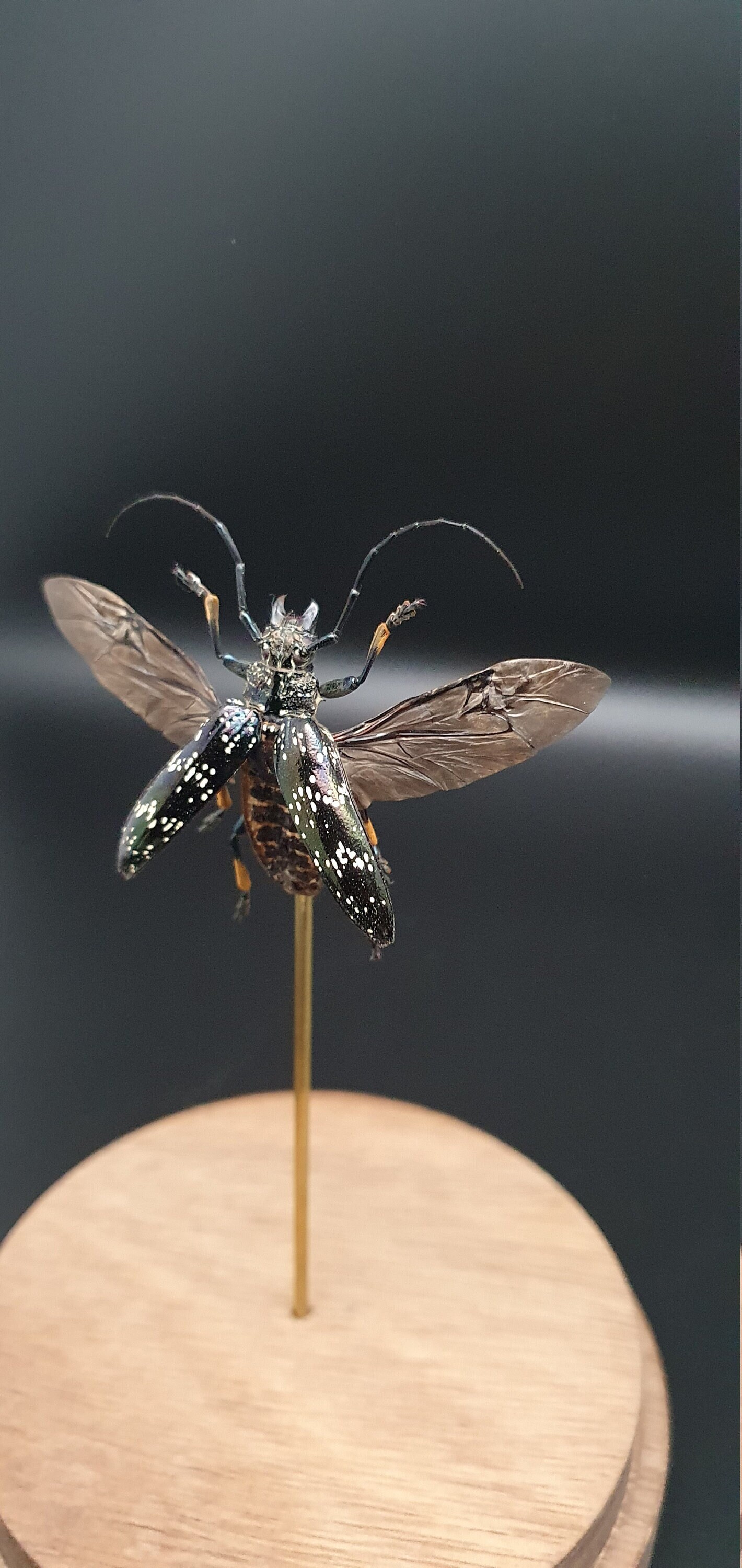 Insecte Sphingnotus Dunningi Sous Cloche Verre